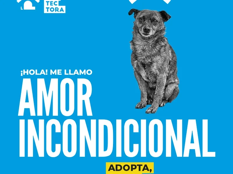 portfolio protectora portada