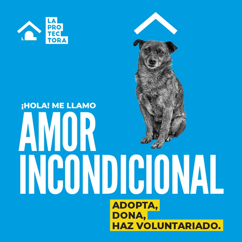 portfolio protectora portada